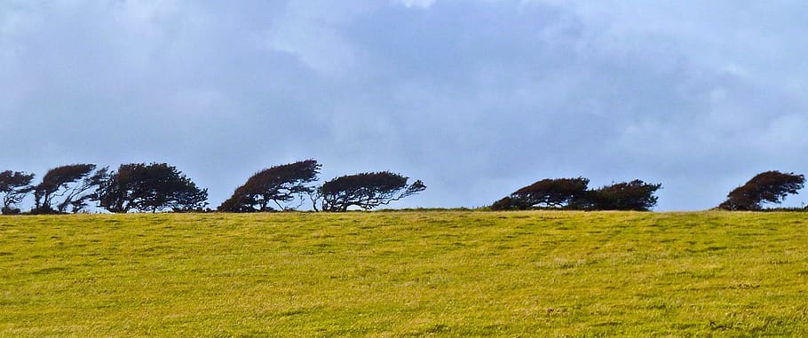 trees, windswept, horizon, paddock, atmosphere, plant, grass HD wallpaper