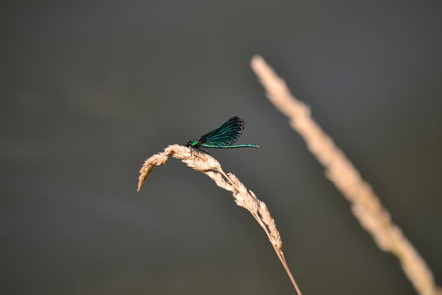 dragonfly, green, insect, nature, summer, predatory insect HD wallpaper