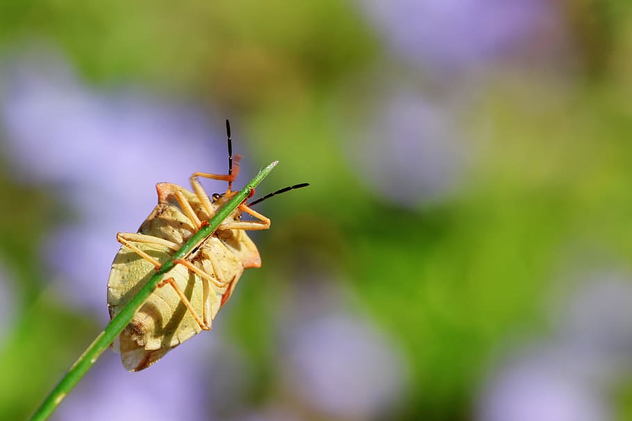 carpocoris fuscispinus, northern fruit bug, insect, nature HD wallpaper