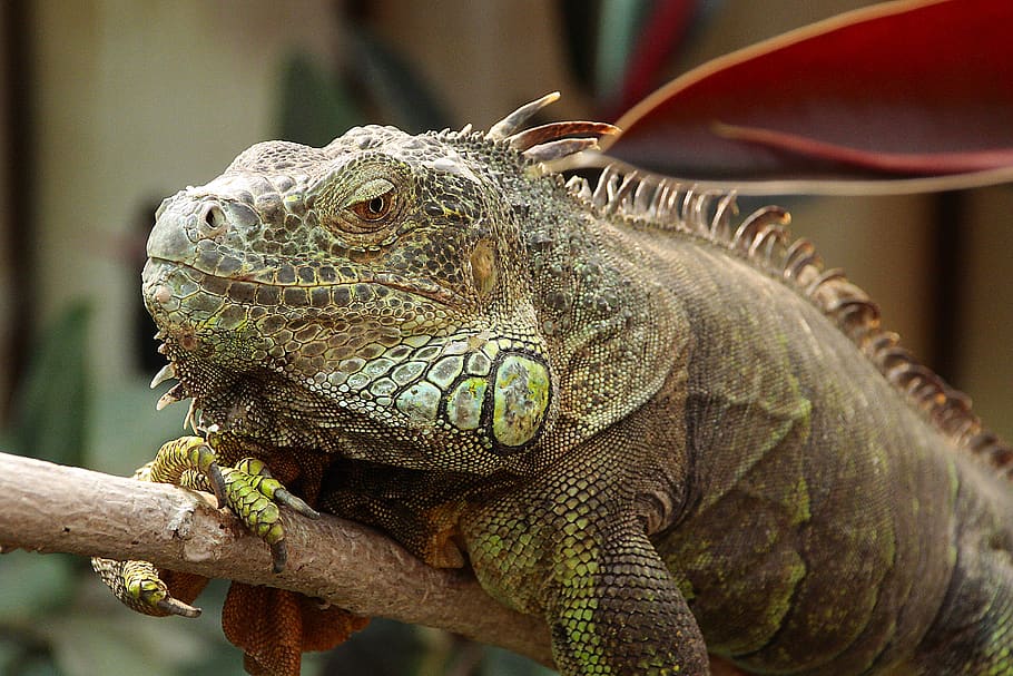 germany, berlin, zoo, lizard, reptile, squamata, change-warm animals HD wallpaper