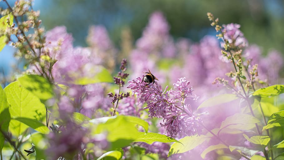 russia, ufa, flower, flowering plant, growth, animal themes HD wallpaper