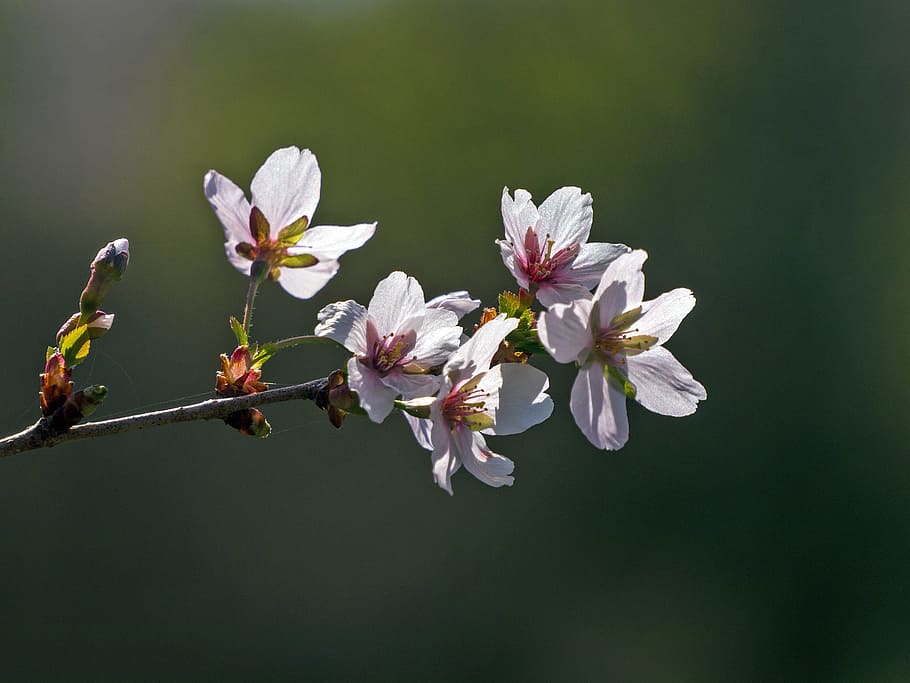 Crab apple blossom. Бабочка на цветущей ветке. Широкоформатные обои цветение абрикоса. Весенние эстетичные картинки с цветами. Spring thumbnail.