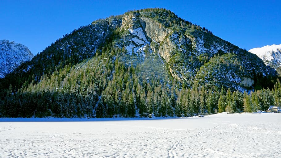 pine trees covered snow beside mountain, plant, abies, fir, outdoors HD wallpaper