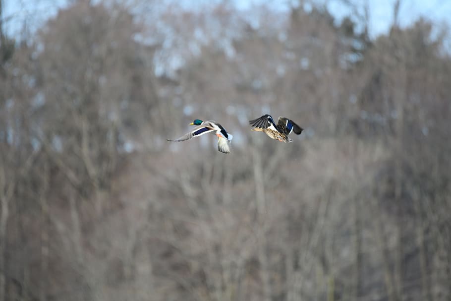 bird, animal, flying, canada, 134 rykert crescent, toronto HD wallpaper