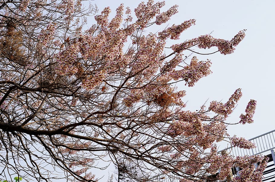 plant, tree, tree trunk, blossom, flower, fir, abies, cherry blossom HD wallpaper
