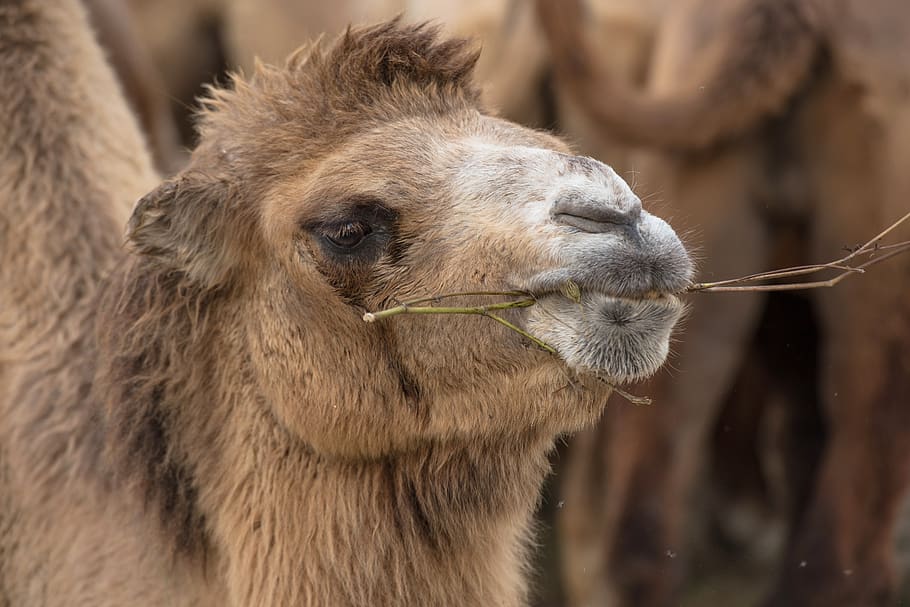 camel, chew, eat, bump, nature, head, mammals, animal, funny HD wallpaper