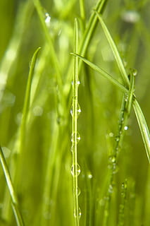 background, grass, wet, green, close, up, rain, spring, eco HD wallpaper