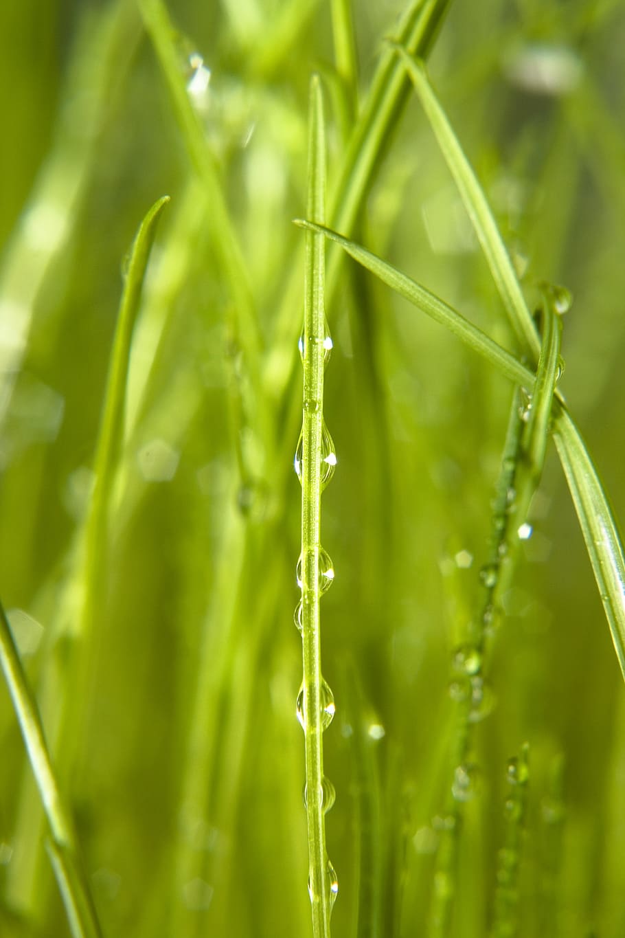 background, grass, wet, green, close, up, rain, spring, eco HD wallpaper