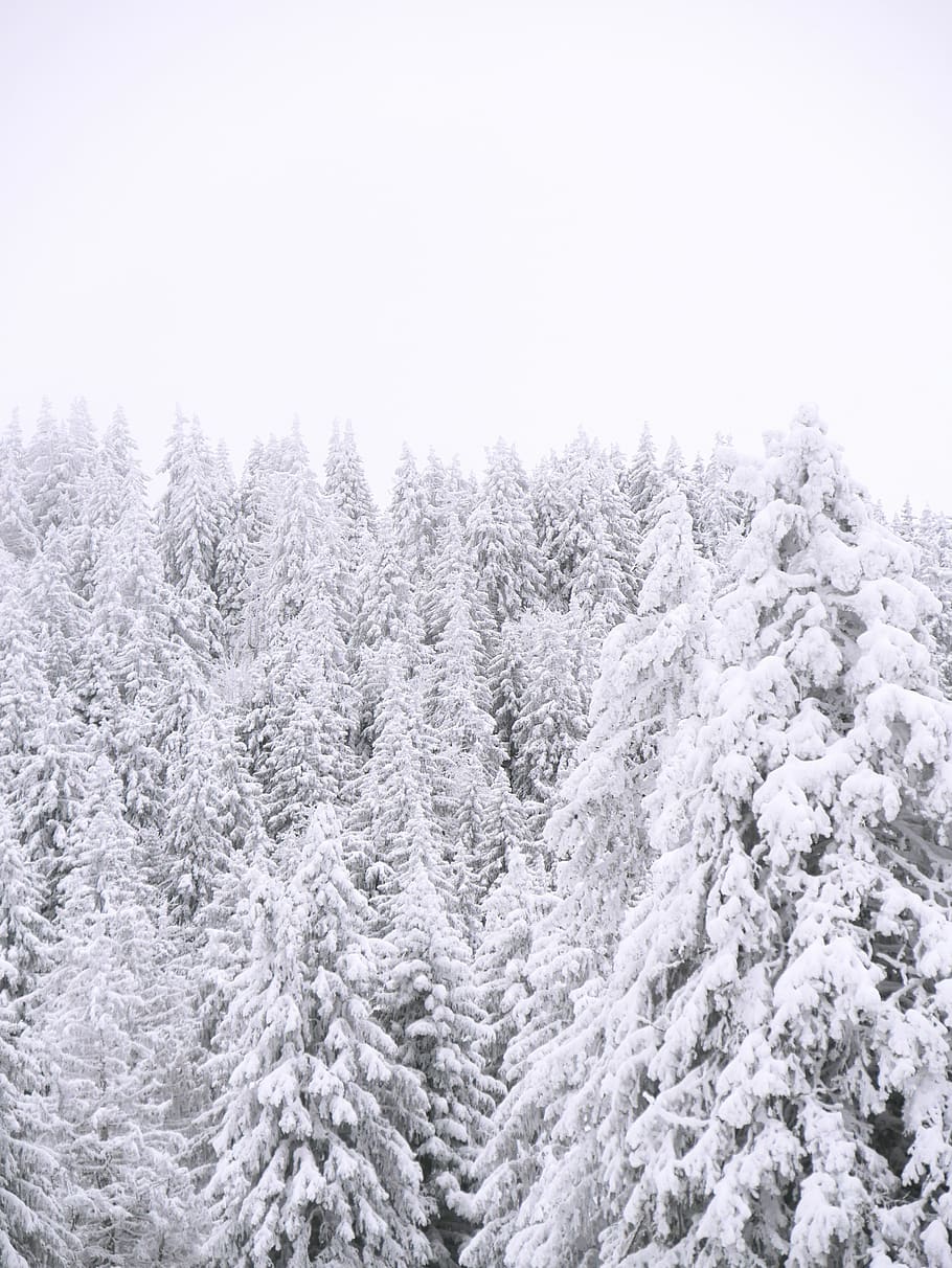 snow covered trees, plant, fir, abies, pine, conifer, rug, france HD wallpaper