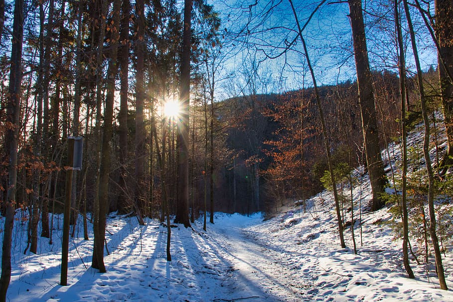 winter, walk, forest, snow, sun, cold, sky, trail, wintry, hiking HD wallpaper
