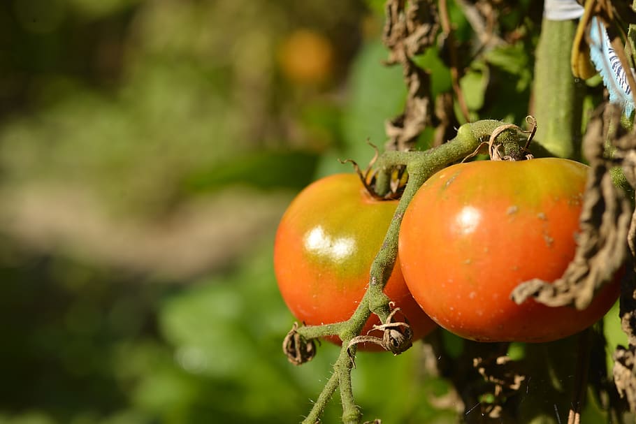 vegetables, tomatoes, red, food, nutrition, useful, vegetable garden HD wallpaper