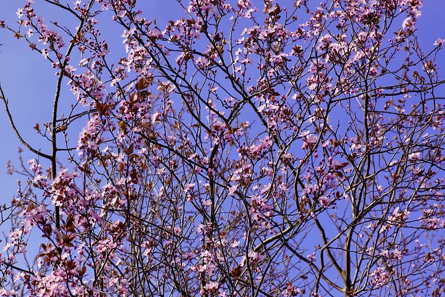 cherry blossom, cherry blossom tree, close up, bloom, pink HD wallpaper