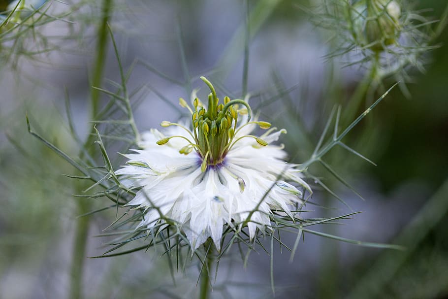 flower, macro, white, summer, flowering plant, freshness, fragility HD wallpaper