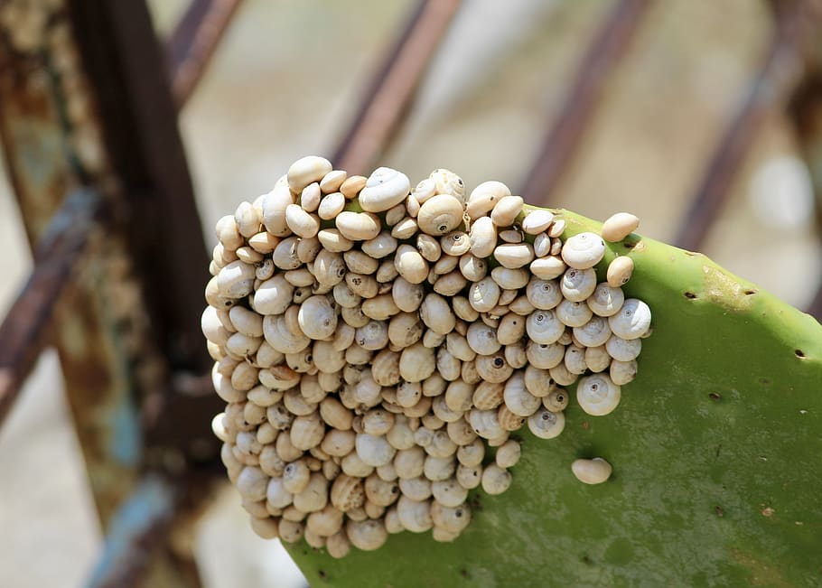 snail, shell, cactus, nature, food and drink, close-up, no people HD wallpaper