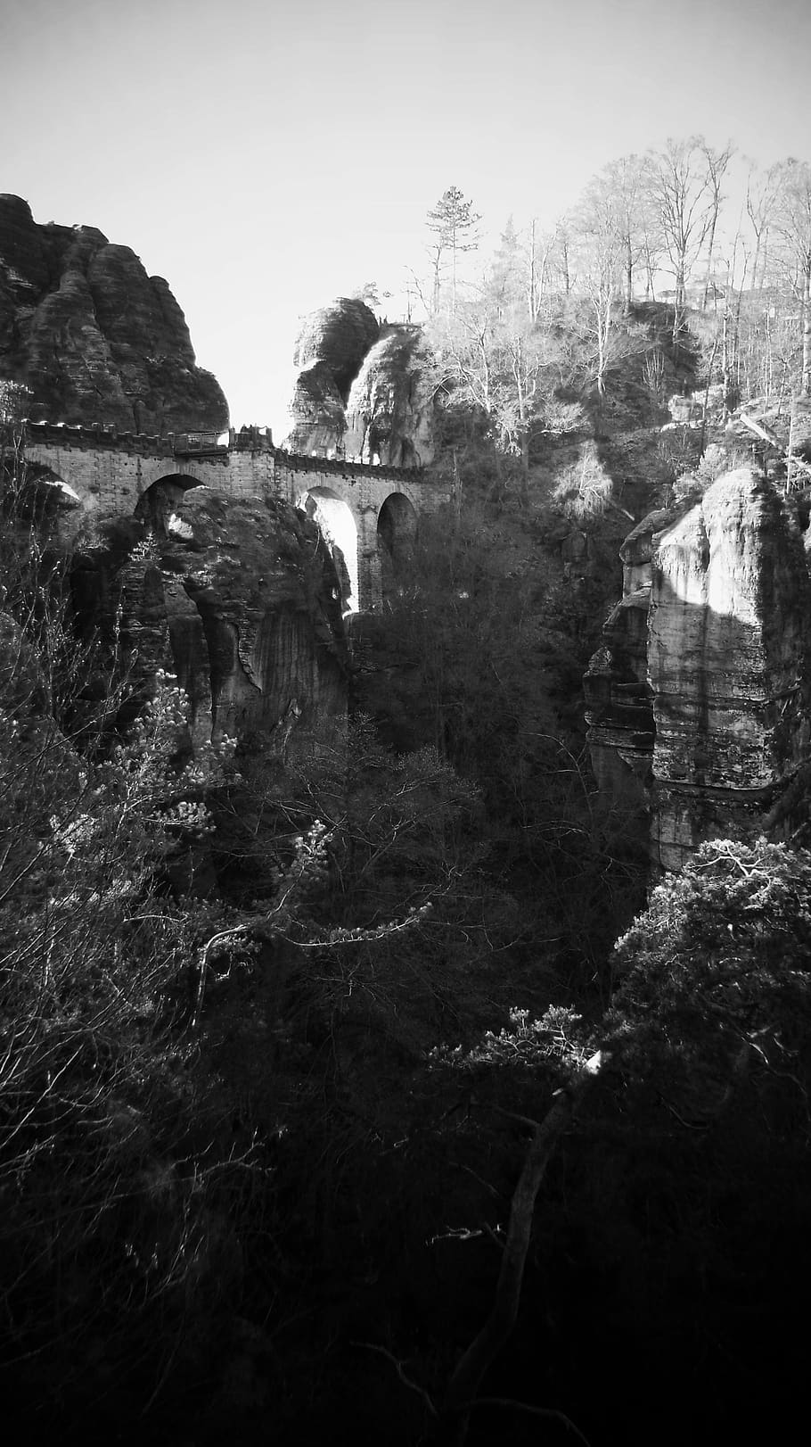 germany, lohmen, bastei, forrest, saxony, winter, swiss, plant HD wallpaper