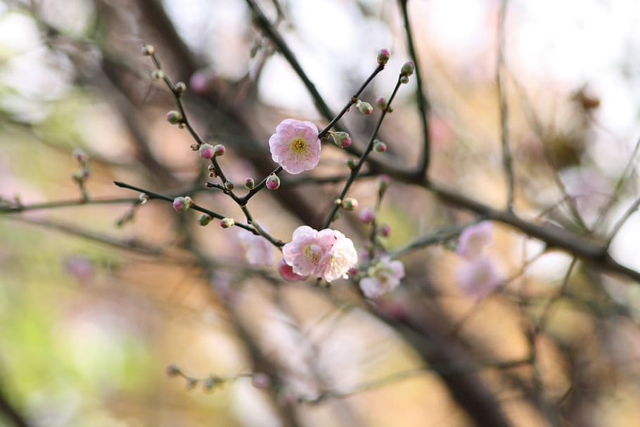 cherry, blossom, spring, pink, flowers, tree, bloom, branch HD wallpaper