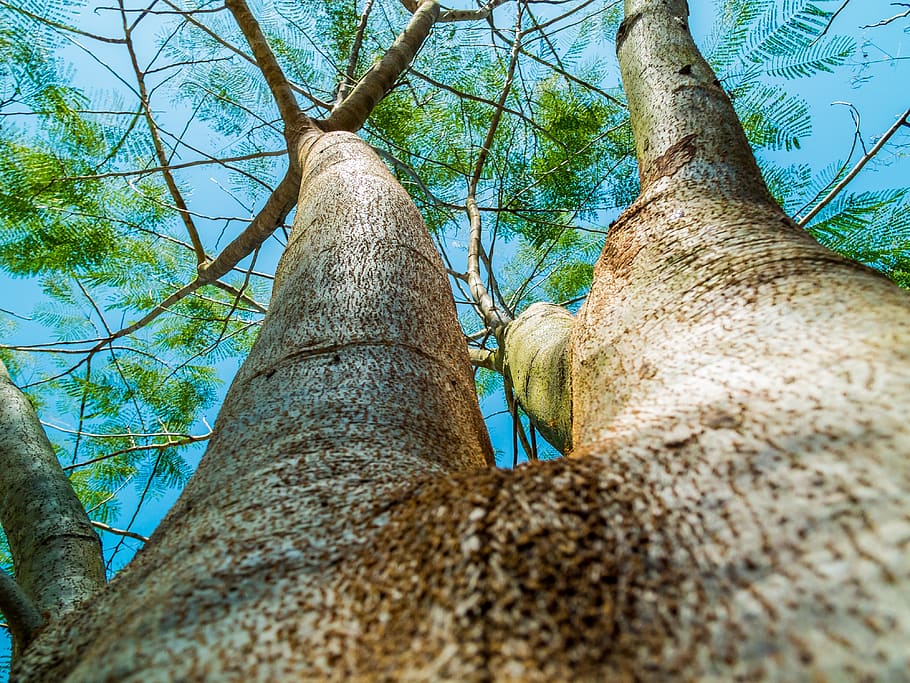 Tall Tree in Low Angle Photo Under Blue Skies, bark, low angle shot HD wallpaper