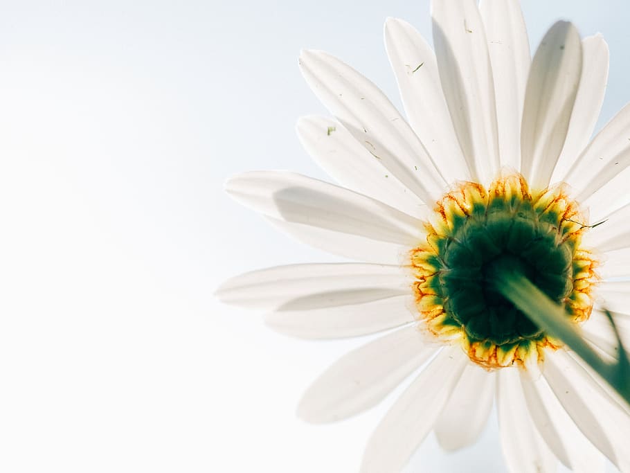 daisy, flower, nature, white, sky, flowering plant, petal, freshness HD wallpaper