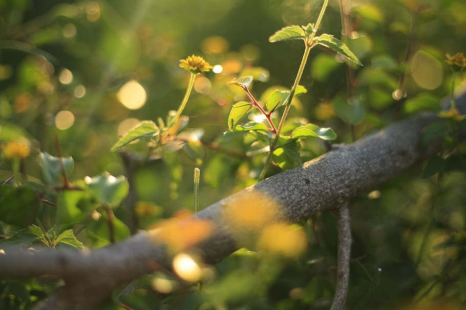 yellow flower, indonesia, tree, grass, bingin beach, bush, gold light HD wallpaper