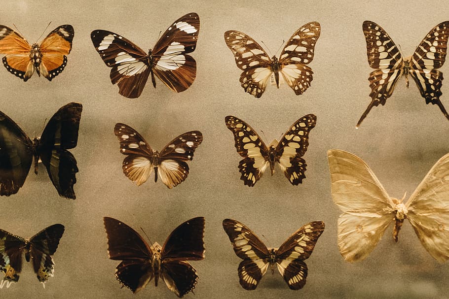 Photo of Assorted Butterflies, biology, collection, entomology, HD wallpaper