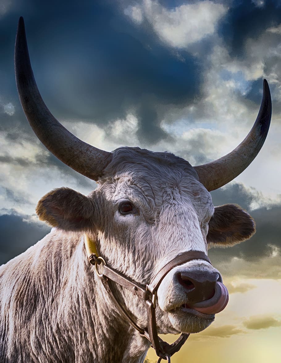 Close-up Photo of Cattle, animal, bull, cow, horns, livestock