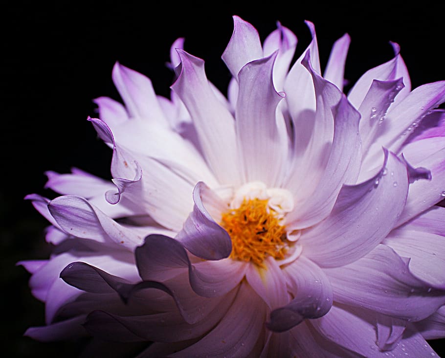 bloom, water, white, nature, lilac, purple, flower, flowering plant HD wallpaper