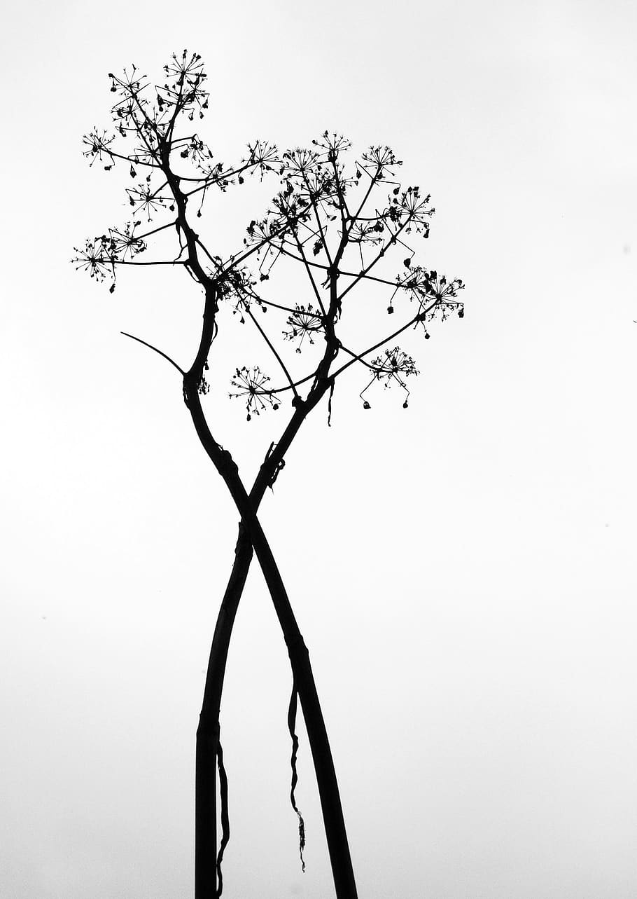abstract, plants, tree, sky, branch, bare tree, no people, clear sky HD wallpaper