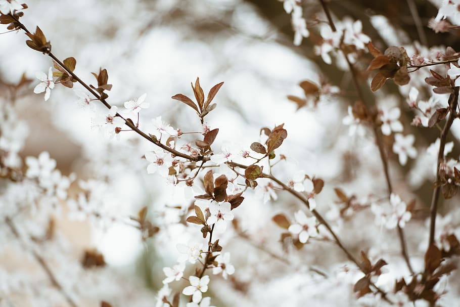 White Flowers, bloom, blossom, branch, flora, growth, nature HD wallpaper