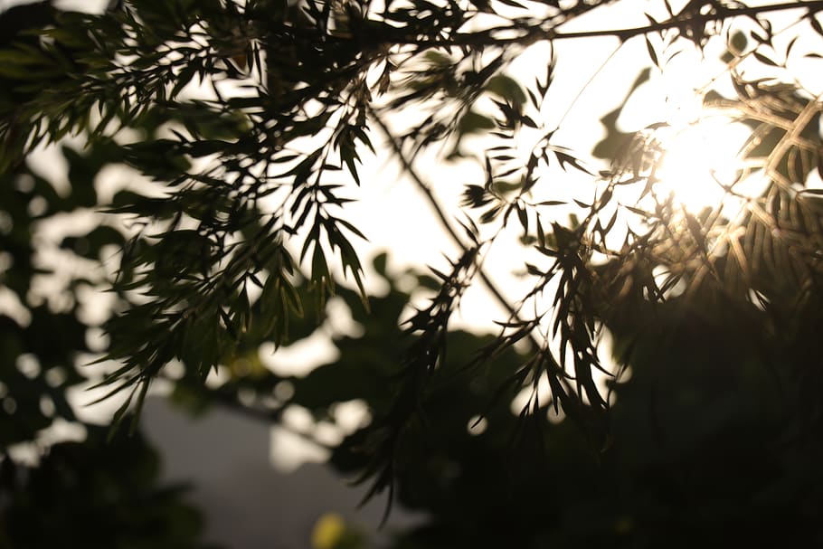 sunlight rays through green leaves plant, tree, conifer, larch HD wallpaper