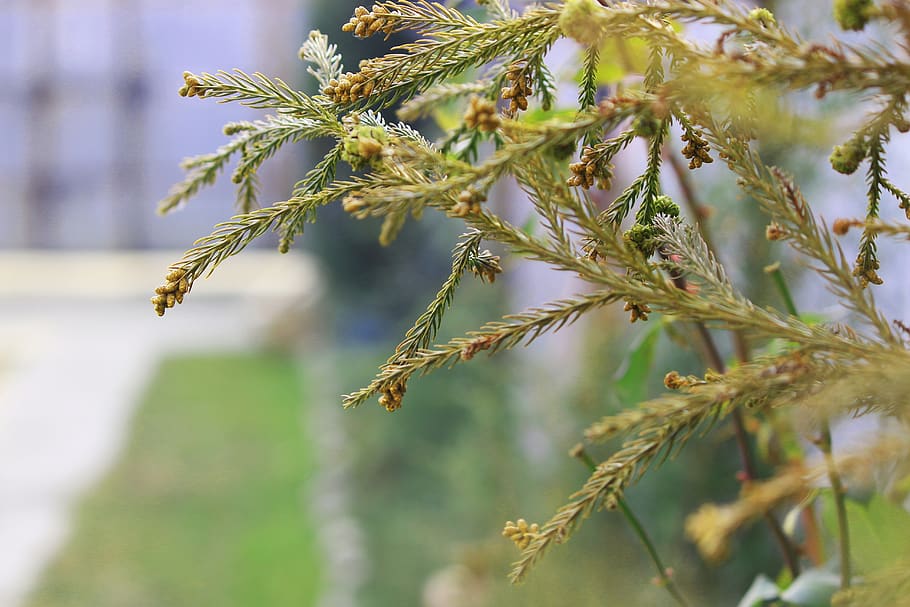 tree, flower, branch, plant, bud, growth, close-up, focus on foreground HD wallpaper