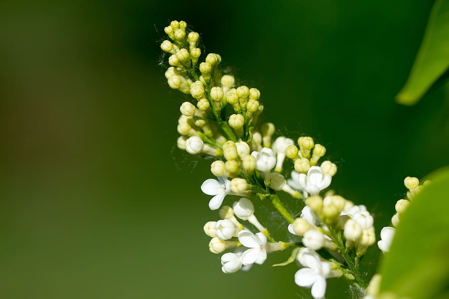 lilac, white, flowers, spring, nature, syringa, plant, flowering plant HD wallpaper