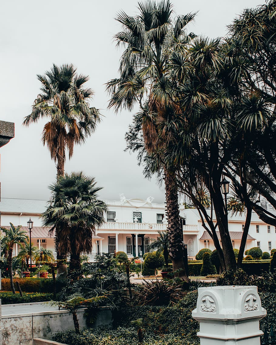 palm trees during daytime, tropical climate, plant, building exterior HD wallpaper