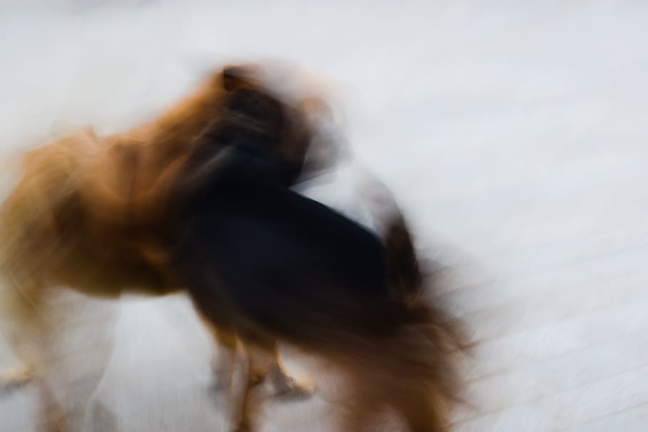 animals, pets, mischeif, playing, dogs, experimental, motion HD wallpaper