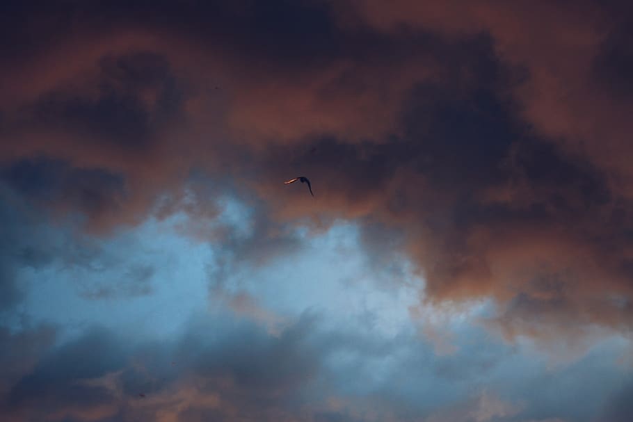 france, metz, sunset, clouds, cloudysky, bird, pink, cloud - sky HD wallpaper