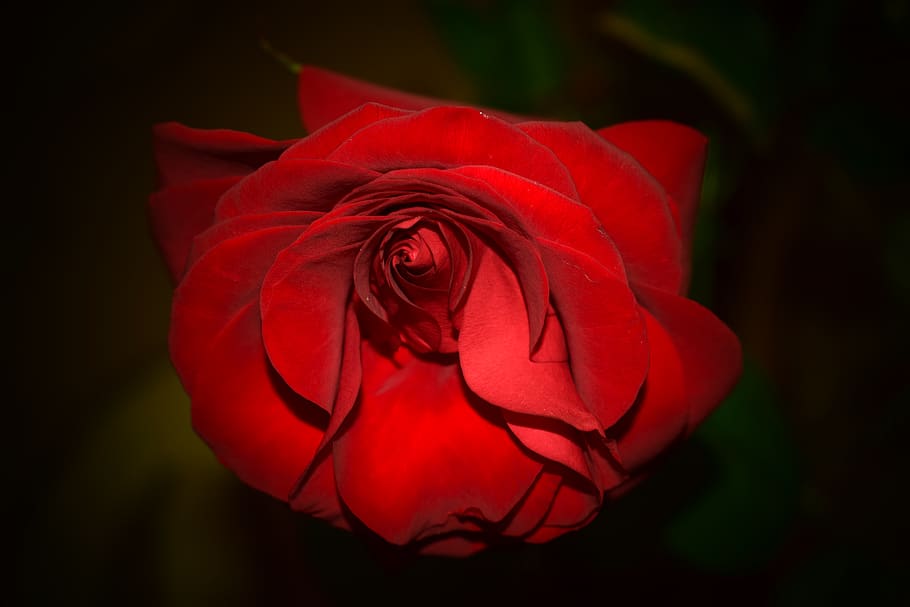 russia, flowers, rose, flowering plant, beauty in nature, petal HD wallpaper