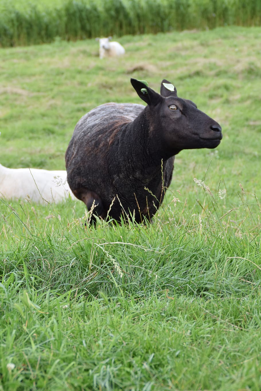 white, sheep, wool, animal, mammal, lamb, cattle, cute, meadow HD wallpaper