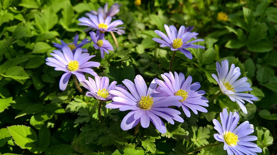 spring, blossom, flower, april, violet, flowers, plant, flowering plant HD wallpaper