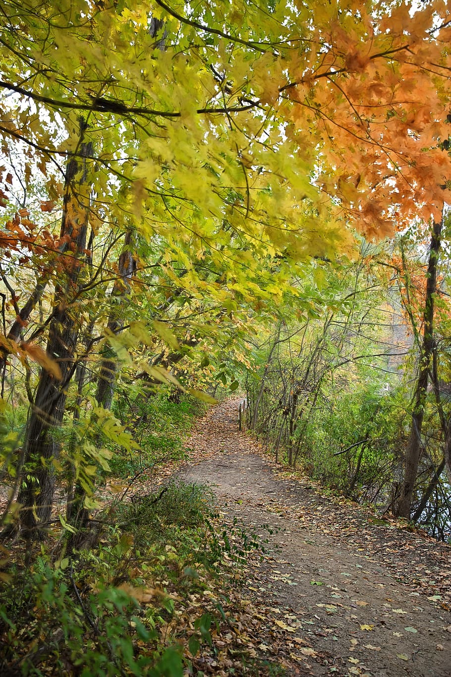 path, fall, autumn, fall foliage, yellows, oranges, nature HD wallpaper