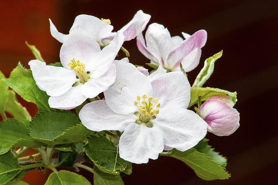 apple, apple tree, flower, flowers, wood, trees, fruit tree HD wallpaper