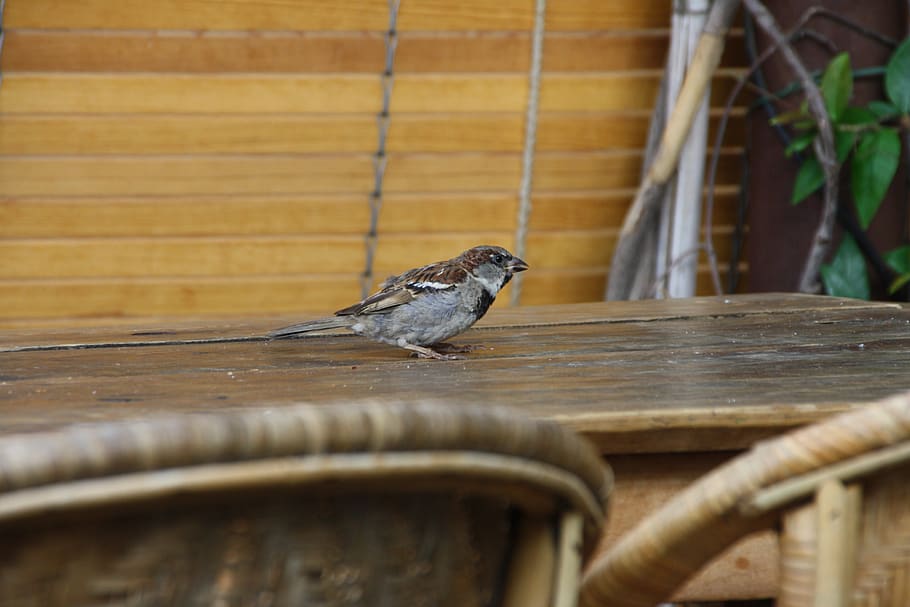 sparrow, pardal, pájaro, bird, birdie, table, wings, alas HD wallpaper