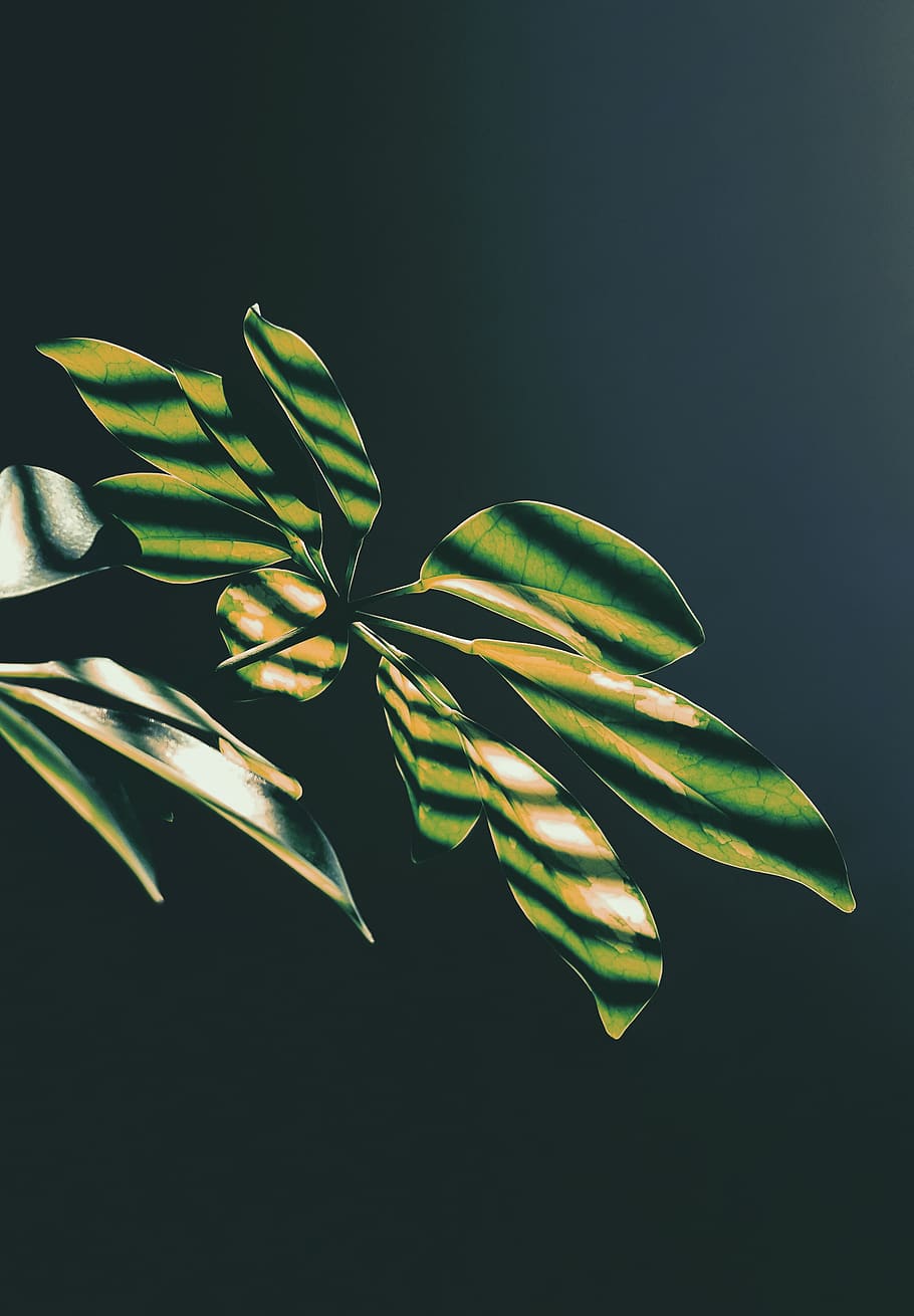 iran, tehran, tehran province, studio shot, plant part, leaf HD wallpaper