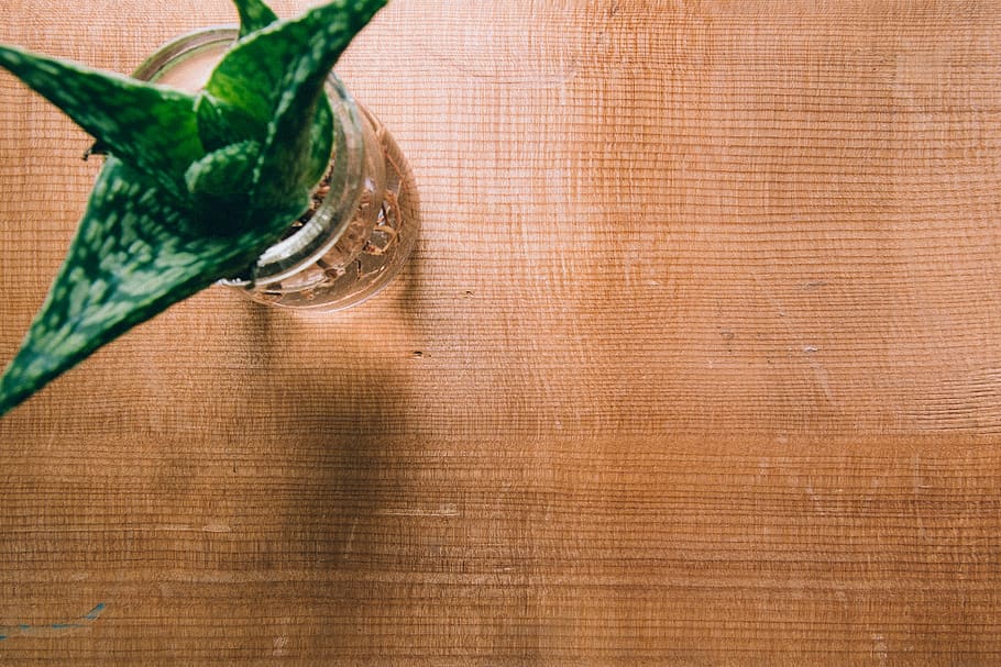 desk, table, plant, cactus, cafe, background, wood, food and drink HD wallpaper