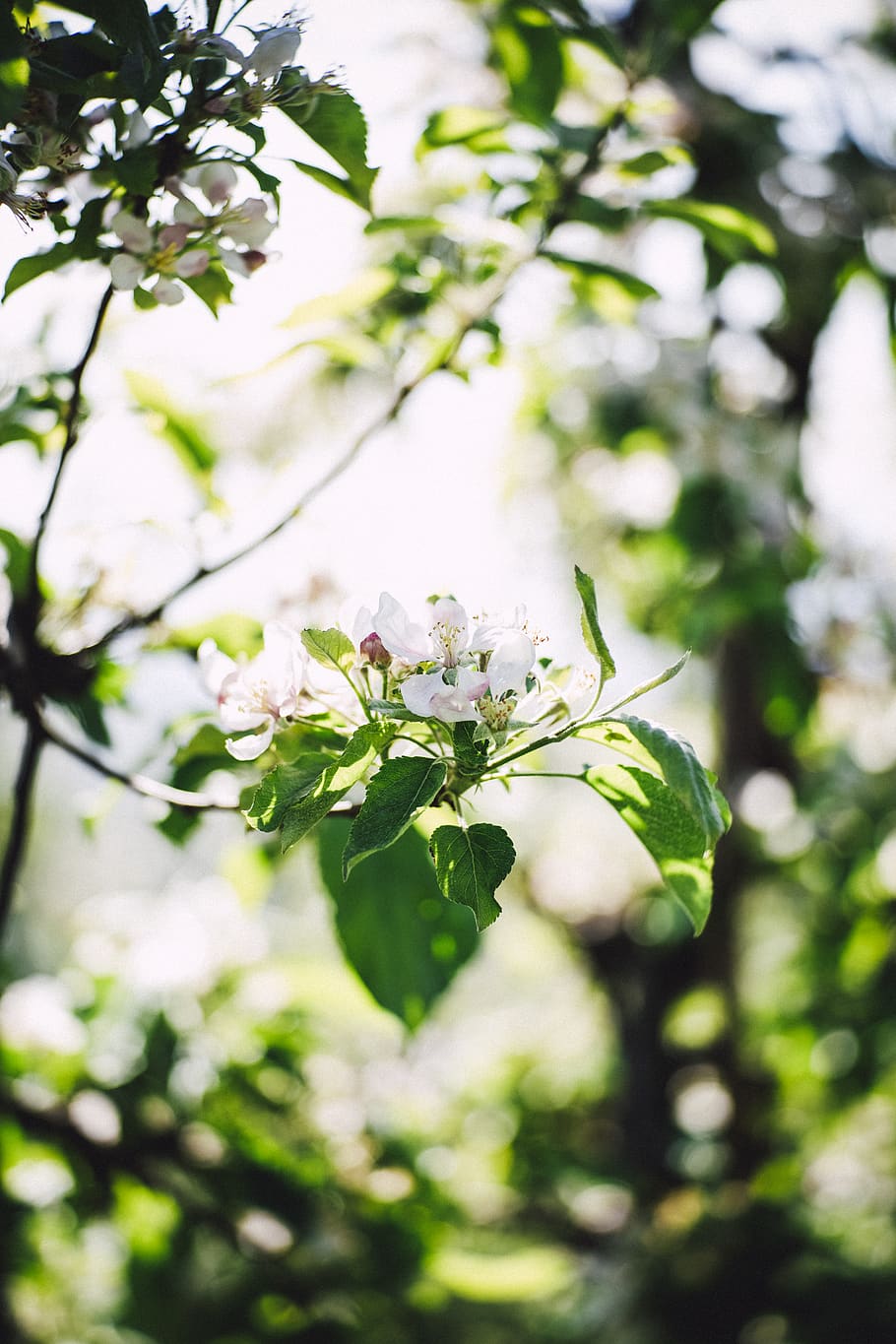 Green-leafed Tree, beautiful, beauty, bloom, blooming, blossom HD wallpaper
