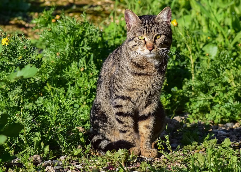 cat, stray, outdoor, looking, resting, animal, nature, mammal HD wallpaper