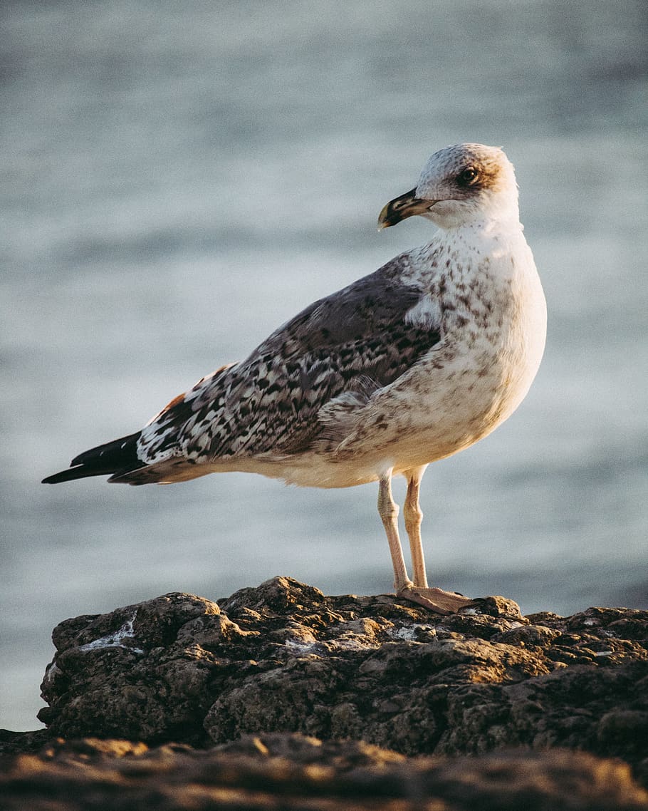 white and gray bird, animal, seagull, beak, portrait, sunlight HD wallpaper
