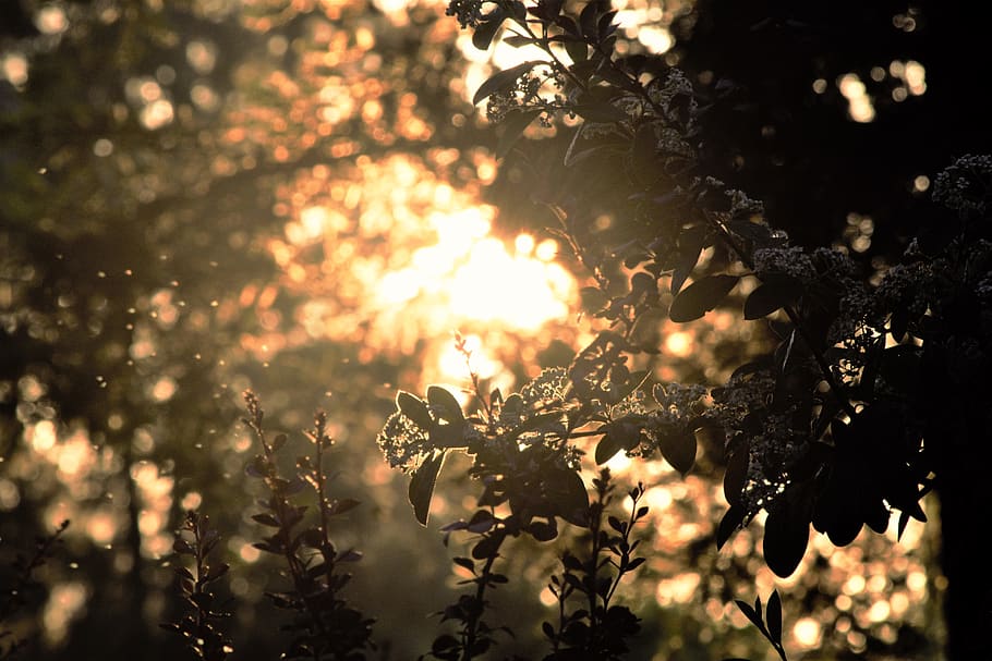 leaves, sun, glare, sunset, bright, natures, trees, forest HD wallpaper