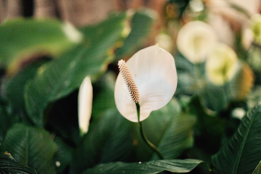 white peace lily flower, plant, blossom, anthurium, araceae, leaf