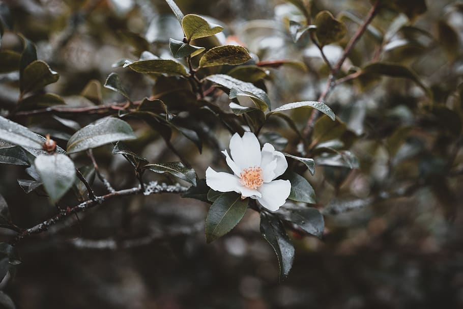 white petaled flower, plant, pollen, blossom, acanthaceae, anemone HD wallpaper
