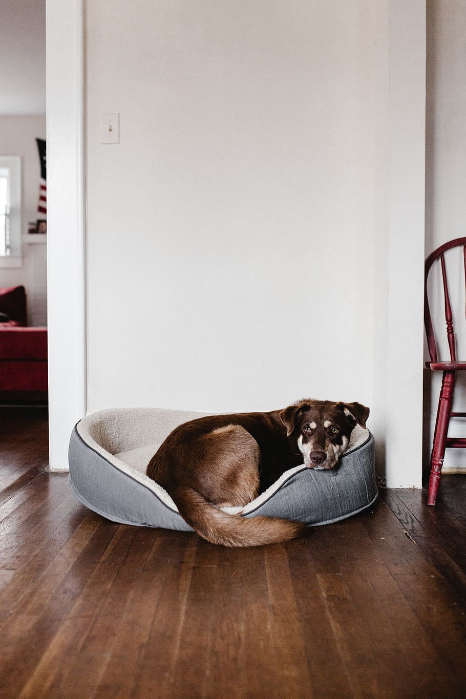 Dog On Pet Bed, adorable, animal, canine, comfy, cute, hardwood floor HD wallpaper