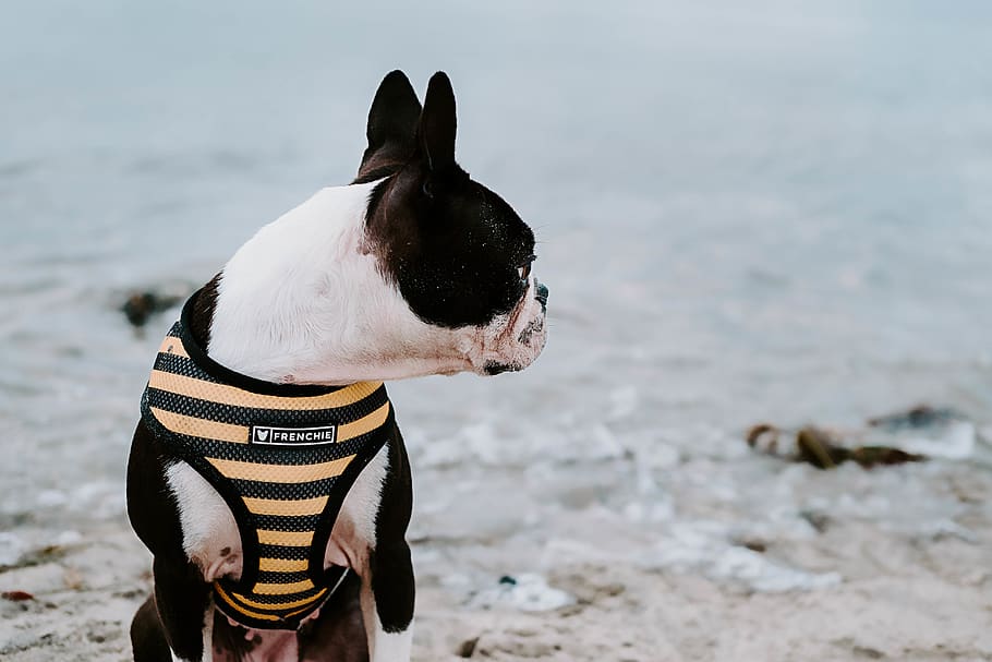 white and black French bulldog wearing harness looking at it's left, HD wallpaper